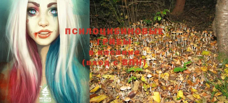 Псилоцибиновые грибы Psilocybine cubensis  Зеленогорск 